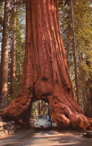 Самое широкое дерево в мире