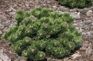 Сосна шервуд компакт