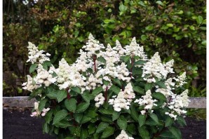 Гортензия инфинити