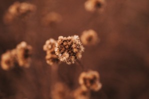 Коричневые обои