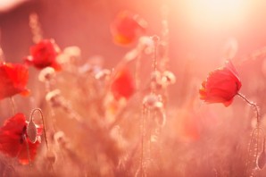 Красивые нежные обои