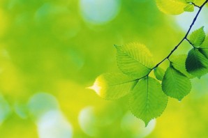 Зеленый фон с листочками