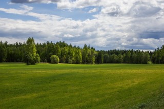 Фон лесная поляна