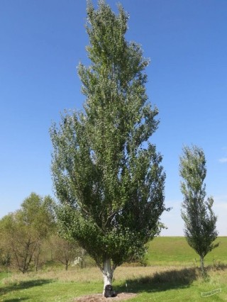 Тополь дерево