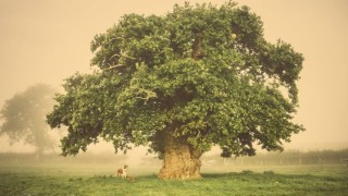 Крона дерева