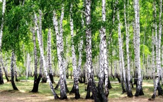 Деревья россии