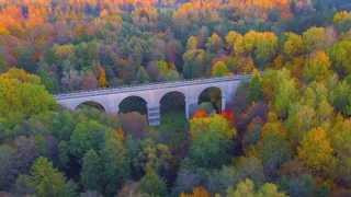 Куршская коса деревья