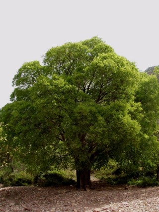 Каркас южный дерево