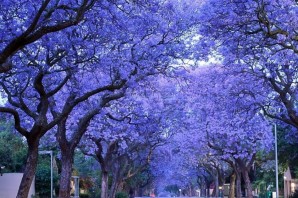 Джакаранда фиалковое дерево
