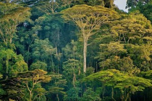 Экваториальный лес южной америки