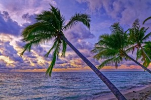 Море пляж пальмы