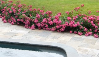Бордюрные розы в ландшафтном дизайне