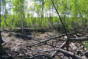 Чернобыль лес