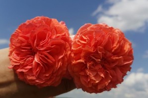 Роза оранжери