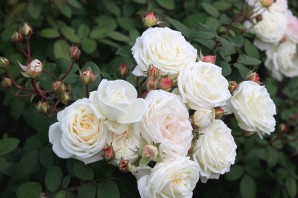 Роза шлосс ойтин