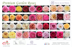 Роза майра ред