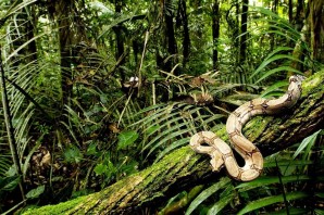Влажный экваториальный лес южной америки