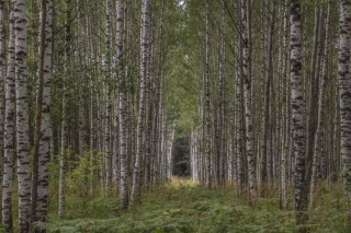Леса белоруссии