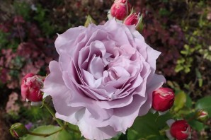 Роза мерседес флорибунда