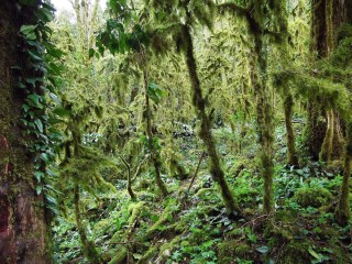 Реликтовый лес в дагестане
