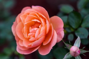 Роза парфюм де рев