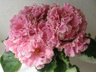 Фиалка ле лелик