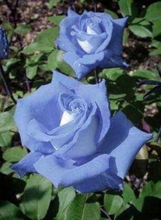 Роза голубой нил