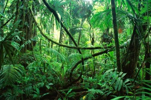 Переменно влажные муссонные леса
