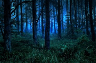 Темный лес ночью