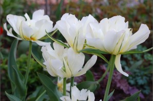 Тюльпан экзотик эмперор