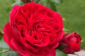 Роза кордес джубили
