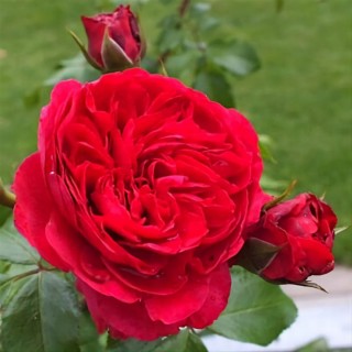 Роза кордес джубили
