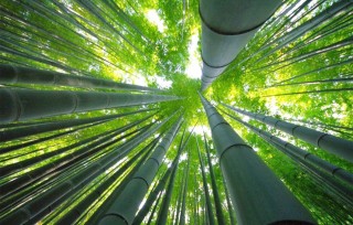 Бамбуковый лес сагано в киото