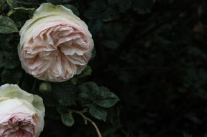 Роза сады багатель