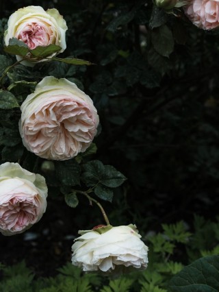 Роза сады багатель