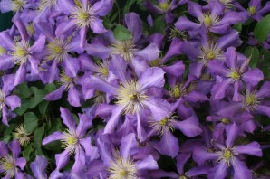 Роза ломоносов