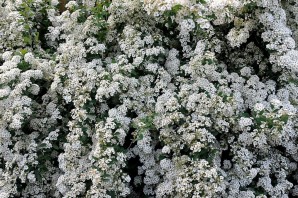 Кустарник с белыми цветами