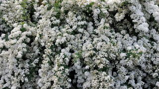 Кустарник с белыми цветами