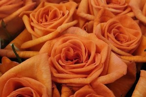 Роза наранга