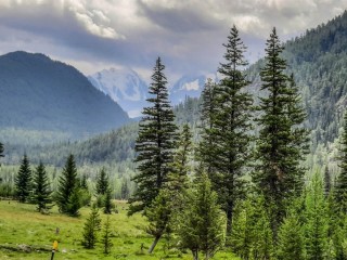 Алтайские леса