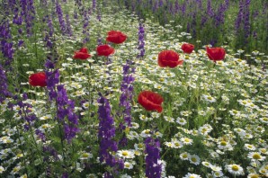 Красивые цветы на клумбе