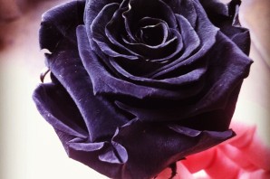 Роза черная королева