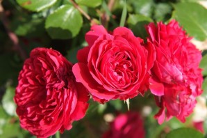 Роза алан сушон