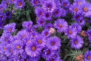 Октябринка сентябринка цветок