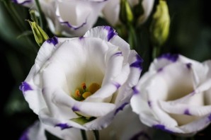 Цветы лизиантус
