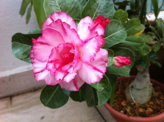 Адениум цветок