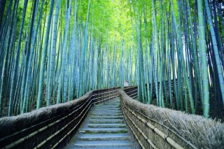 Бамбуковый лес киото