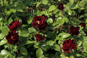 Маликорн роза