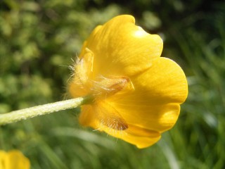 Куриная слепота цветок