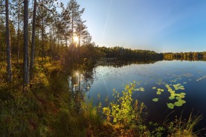 Вепсский лес в ленинградской области